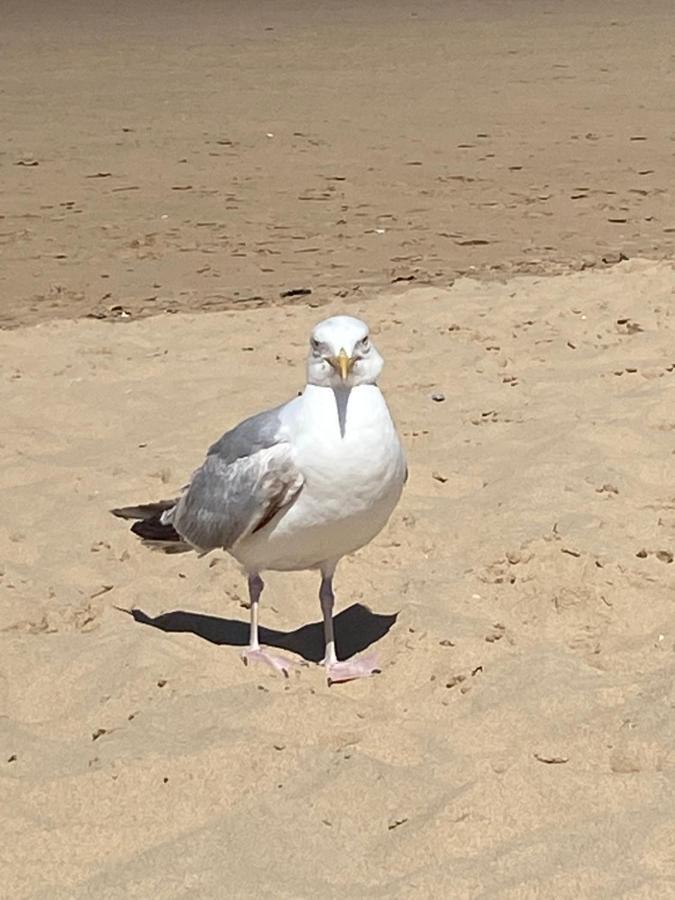 Camping De La Falaise A Equihen Plage 외부 사진
